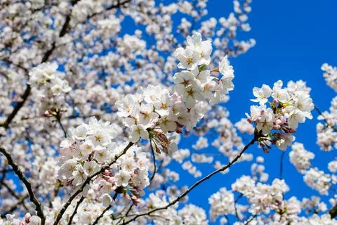 Large branch with white cherry tree flowers in full bloom towards clear blue  Stock Photos