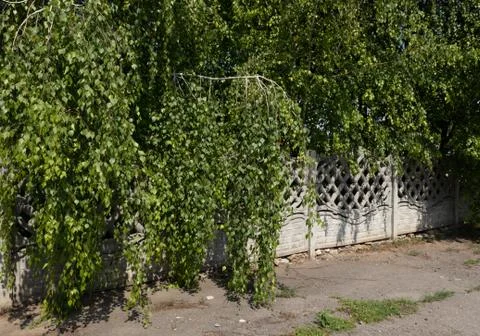 Large branches of birch fall on the sidewalk, creating a small shadow reach t Stock Photos