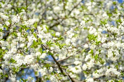 Large branches of cherry blossoms blooming with white flowers against the blu Stock Photos