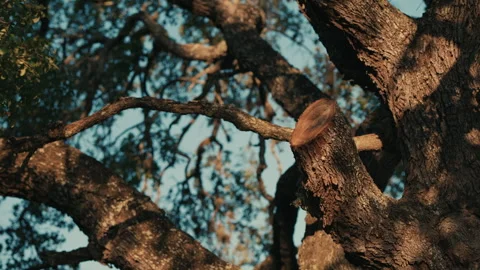 Large Branches with Sunset Cast Shadows and Blue Sky Stockbeeldmateriaal 281850860