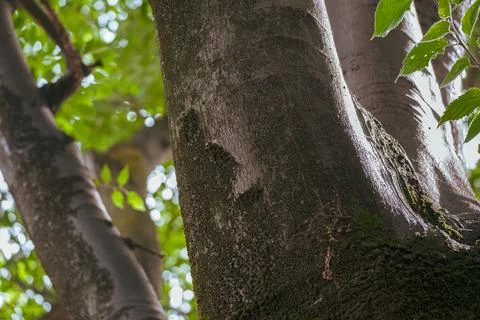 Large branches of a tree Stock Photos