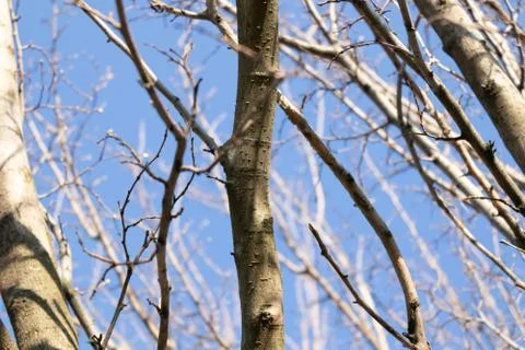 Large branches of trees in early spring against the sky Stock Photos