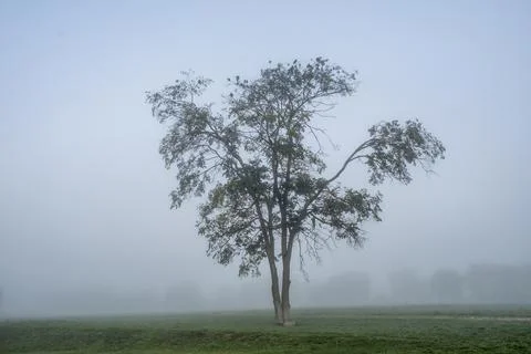 A large branching tree in the center of the frame, in the early foggy morning Stock Photos
