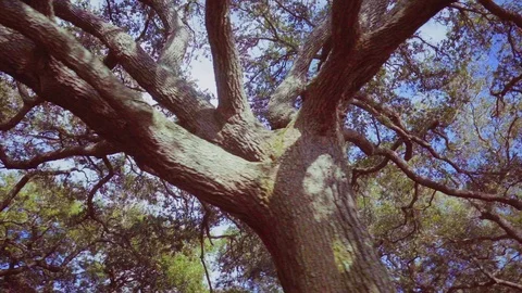 Large branching tree in a park flyby Stock Footage 105313488