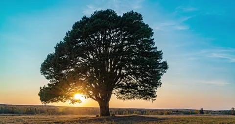 Large branchy beautiful pine tree in the field against the background of a Stock Footage 140149539