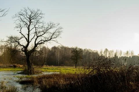 A large branchy tree with branches devoid of leaves growing on a small island Stock Photos