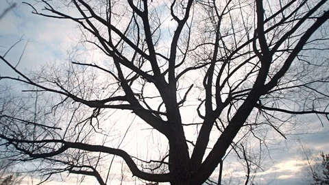 Large branchy tree, cloudy sky, sunset, nature, travel, spring day. Stock Footage 107741955