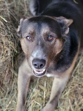 Large breed dog looking at camera close up Stock Photos