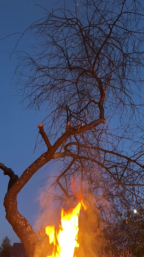 Large bright bonfire burning dry branches throwing sparks into bare tree si.. Stock Footage 343281001