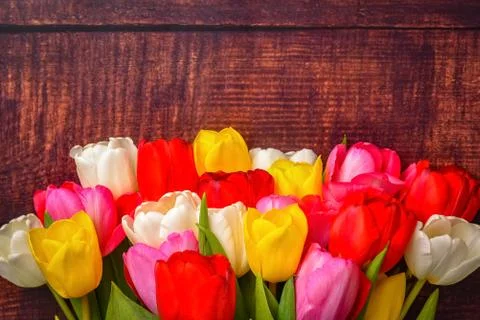 Large bright bouquet of multi-colored tulips on wooden boards of dark brown c Stock Photos