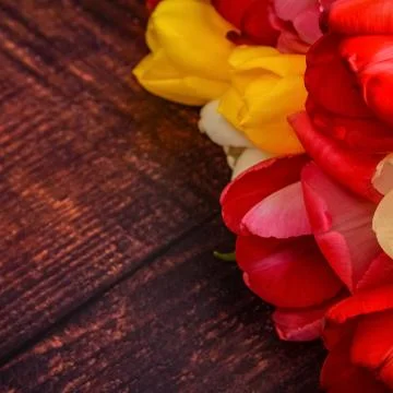 Large bright bouquet of multi-colored tulips on wooden boards of dark brown c Stock Photos