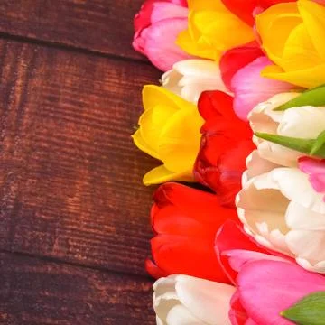 Large bright bouquet of multi-colored tulips on wooden boards of dark brown c Stock Photos