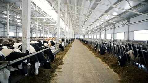 A large, bright, clean barn with animals Stock Footage 73570587