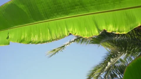 Large bright green palm leaf blowing with light breeze in tropical forest Stock Footage 146684365