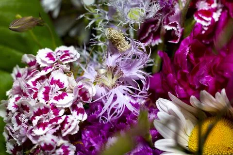 Large bright multi-colored bouquet of wildflowers with peonies and aquilegia Stock Photos