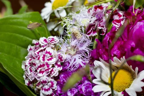 Large bright multi-colored bouquet of wildflowers with peonies and aquilegia Stock Photos