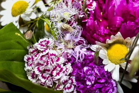 Large bright multi-colored bouquet of wildflowers with peonies and aquilegia Stock Photos