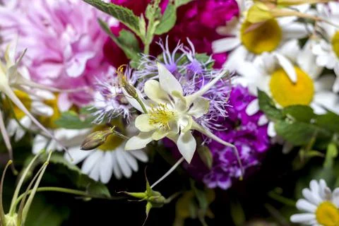 Large bright multi-colored bouquet of wildflowers with peonies and aquilegia Stock Photos