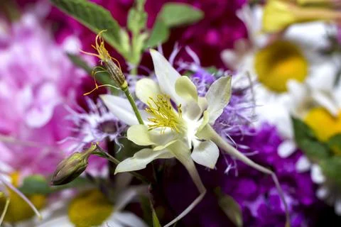 Large bright multi-colored bouquet of wildflowers with peonies and aquilegia Stock Photos