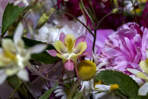 Large bright multi-colored bouquet of wildflowers with peonies and aquilegia Stock Photos