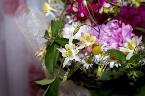 Large bright multi-colored bouquet of wildflowers with peonies and aquilegia Stock Photos