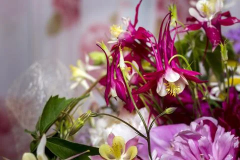 Large bright multi-colored bouquet of wildflowers with peonies and aquilegia Stock Photos