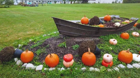 Large bright orange pumpkins in the autumn flowerbed. Decor for Halloween Video stock 294834893