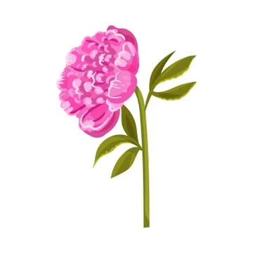 Large bright pink peony. Vector illustration on a white background. 库存插图