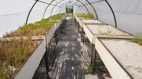 Large bright spacious polycarbonate greenhouse. Agriculture, farming concept. Stock Footage 133609357