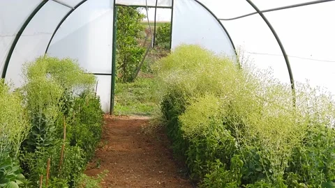 Large bright spacious polycarbonate greenhouse. Agriculture, farming concept. Stock Footage 133609375