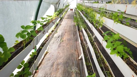 Large bright spacious polycarbonate greenhouse. Agriculture, farming concept. Stock Footage 133609645