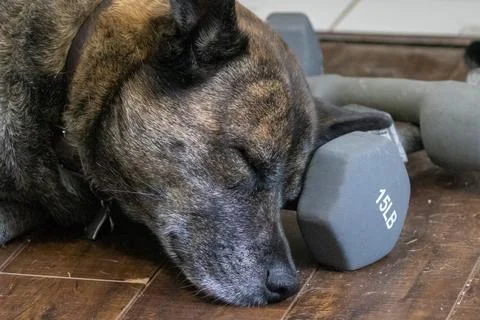 Large brindle dog using weight as pillow for napping Stock Photos