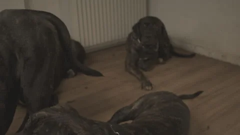 Large brindle mastiff dogs playing and fighting part eight Stock Footage 344038305