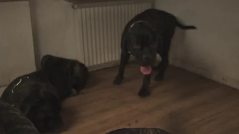 Large brindle mastiff dogs playing and fighting part eight Stock Footage 344038551