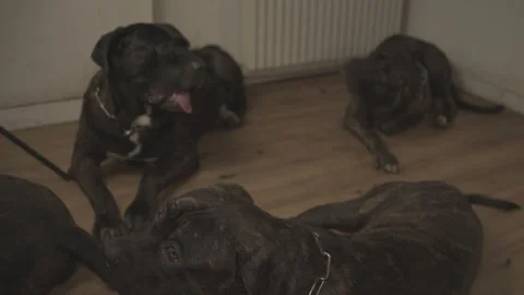 Large brindle mastiff dogs playing and fighting part ten Stock Footage 344041290