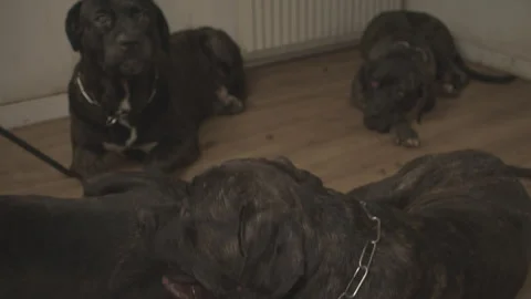 Large brindle mastiff dogs playing and fighting part nine Stock Footage 344041316