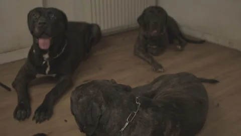 Large brindle mastiff dogs playing and fighting part eleven Stock Footage 344041330