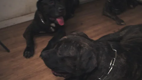 Large brindle mastiff dogs playing and fighting part sixteen Stock Footage 344045916