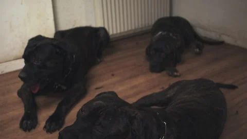 Large brindle mastiff dogs playing and fighting part twelve Stock Footage 344048556
