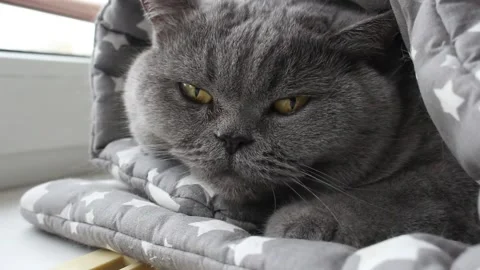 A large British cat lies in a gray blanket on the windowsill by the window Stock Footage 296366888
