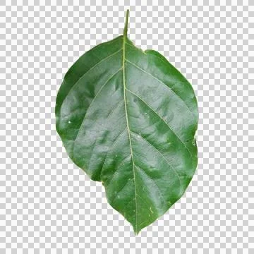 Large broad single green tree leaf with visible texture eco background Foto stock