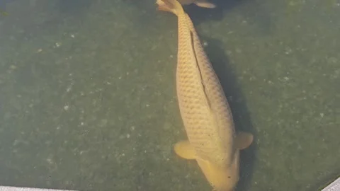 A large brocade carp swims in the clear water of a reservoir Stock Footage 308188001