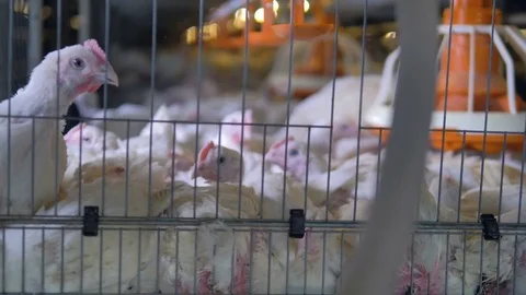 Large broiler chickens sit in a cramped cage. Stock-Footage 83651920
