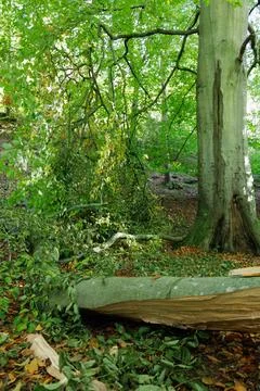 Large broken beech tree branch in leafy forest Stock Photos