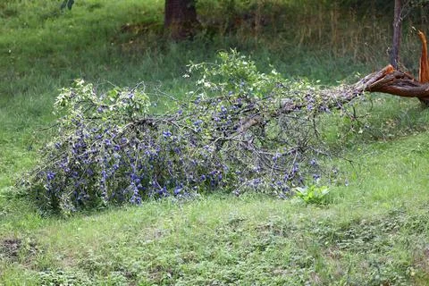 Large broken fruit tree branch covered with ripe blue plums resting on grass  Stock Photos