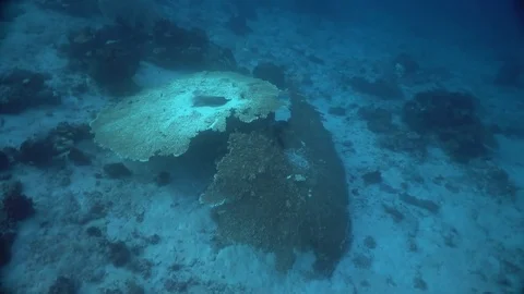 Large broken table coral - conservation theme Video stock 70706879