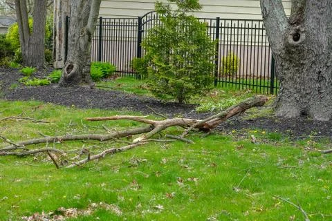 A large broken tree branch laying on the grass Stock Photos