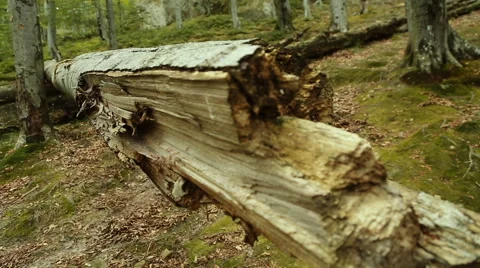 Large broken tree Stockbeeldmateriaal 65782370