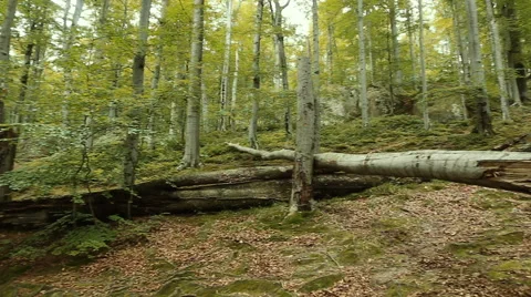 Large broken tree Stock Footage 65783276