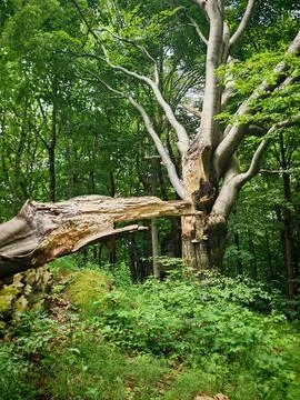 Large broken tree limb suspended in dense green woodland Stock Photos